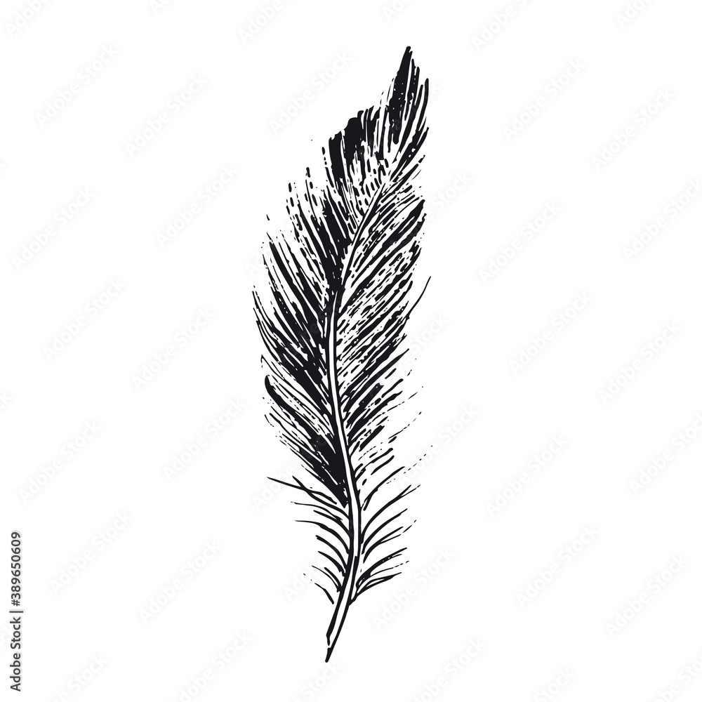Feather on white background. Hand drawn sketch style. Feather on white background. Hand drawn sketch style.