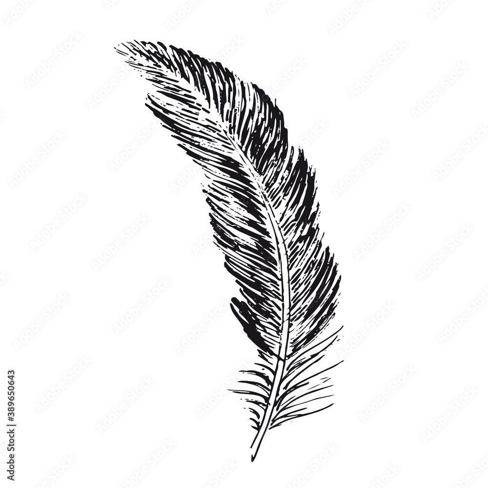 Obraz premium Feather on white background. Hand drawn sketch style. 