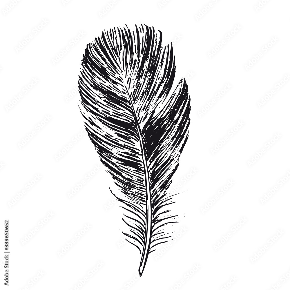 Obraz premium Feather on white background. Hand drawn sketch style. 