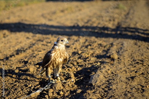 a falcon in a headdress awaiting departure to hunt