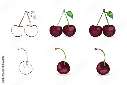 Vector illustration, color sketch of black cherries with leaves