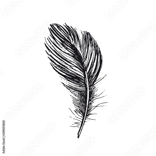 Feather on white background. Hand drawn sketch style. 