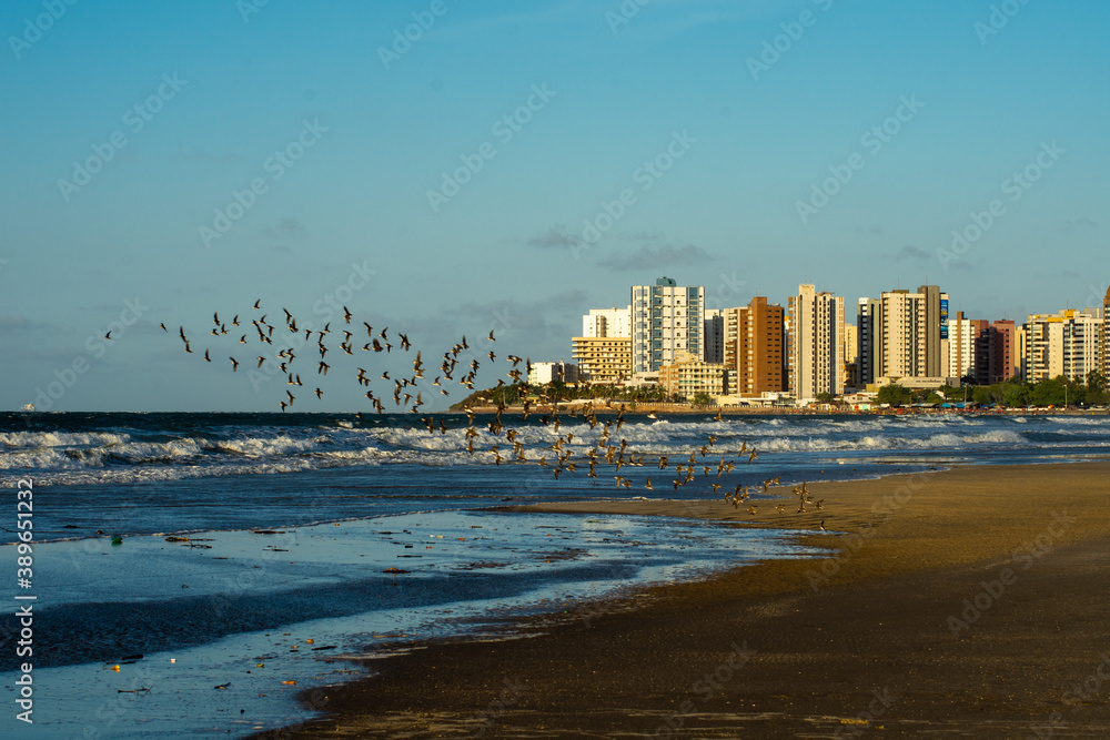 birds flying on the coastal beach, São Luís, Maranhão.