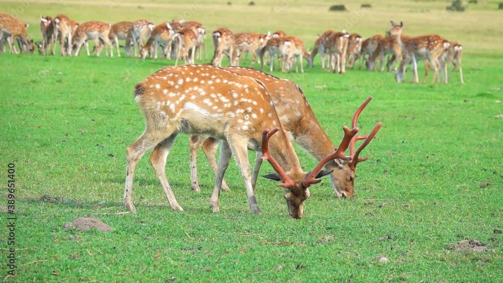 Deer graze on a green meadow in the wild. slow motion. Deer graze on a green meadow in the wild. slow motion.