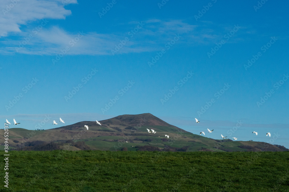 Vols d'oiseaux blancs devant le Mont Ursuya, au Pays Basque