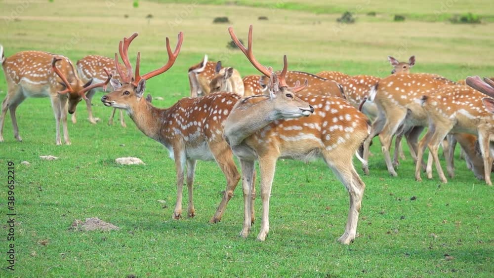 a herd of deer in a wild meadow slow motion. a herd of deer in a wild meadow slow motion.