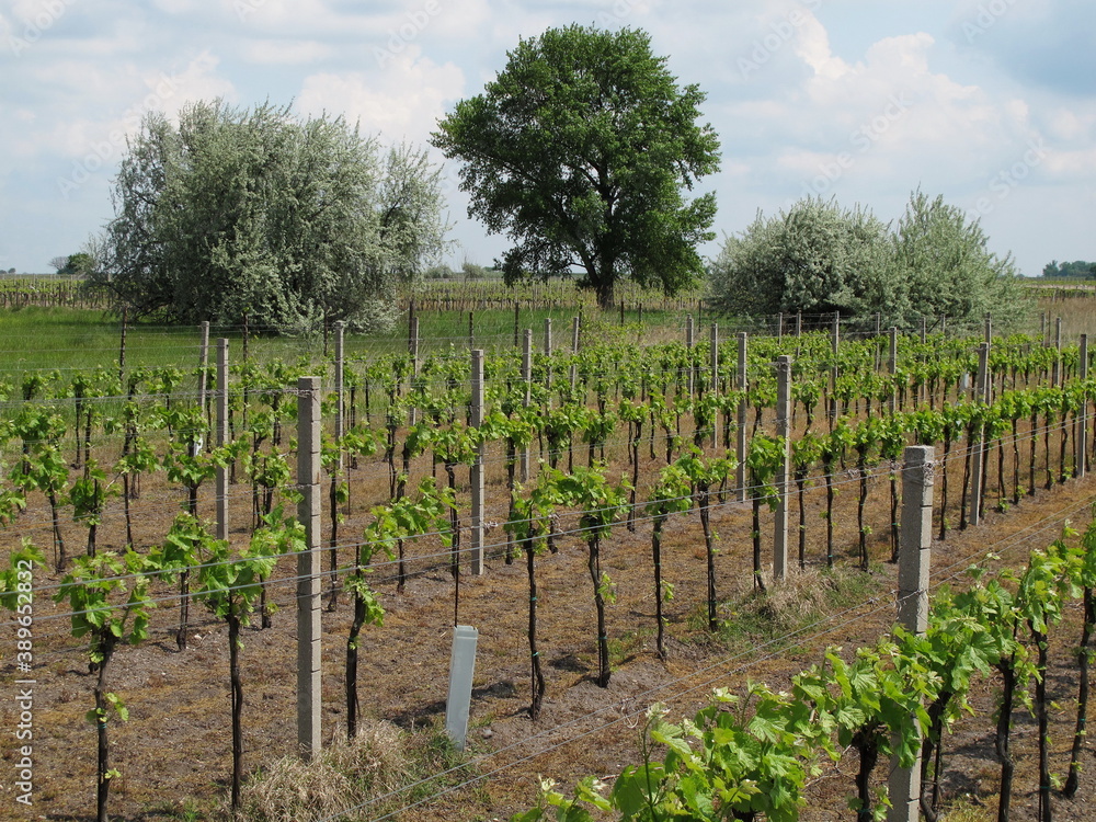 Vineyard in Illmitz in Burgenland,Austria,Europe
