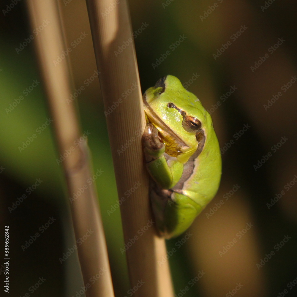 Tree frog in Illmitz in Burgenland,Austria,Europe
Tree frog in Illmitz in Burgenland,Austria,Europe