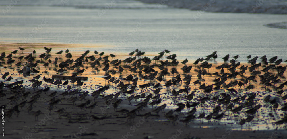 birds on the beach shore, São Luís, Maranhão.