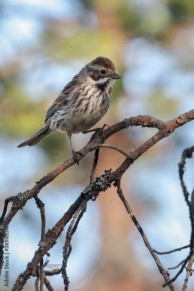 Reed Bunting Reed Bunting