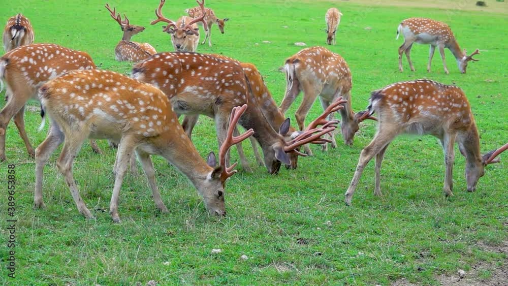 Deer graze on a green meadow in the wild. slow motion. Deer graze on a green meadow in the wild. slow motion.