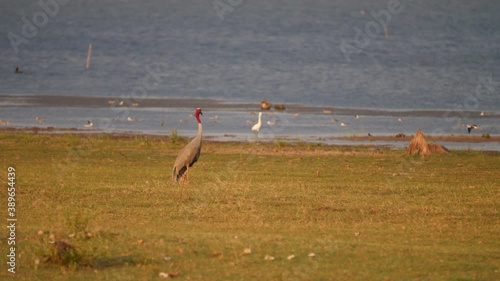 Eastern Sarus Crane, Grus antigone, Antigone antigone sharpii, big bird living in nature with slow-motion shot, Thailand photo