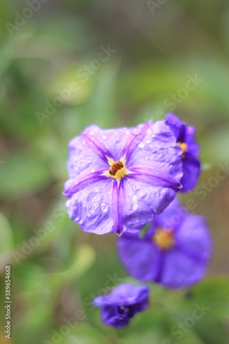 drops in purple flower 