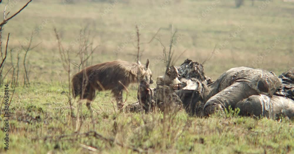 A hyena looks around before taking a bite out of an elephant carcass A hyena looks around before taking a bite out of an elephant carcass