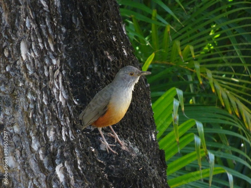 bird on the tree wildlife