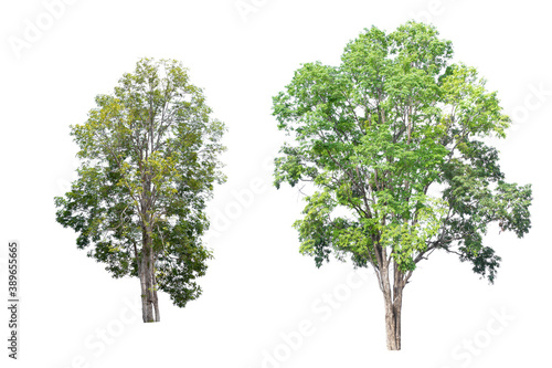 Two on isolated white background  tropical trees isolated used for design  advertising and architecture