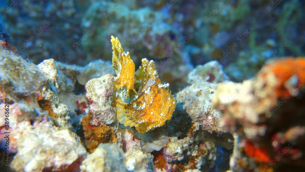 beautiful rare leaf fish on there reef in maldives beautiful rare leaf fish on there reef in maldives