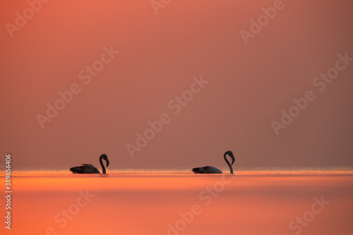 Greater Flamingos and beautiful hues in the morning at Asker coast of Bahrain