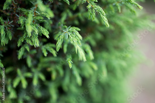 Naklejka Conifers, background