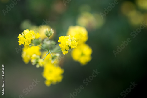 Naklejka Yellow flowers