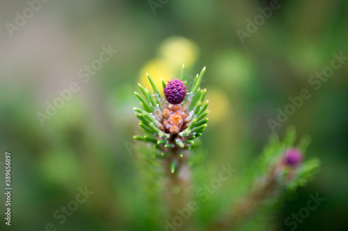 Naklejka Serbian spruce, a small pine cone