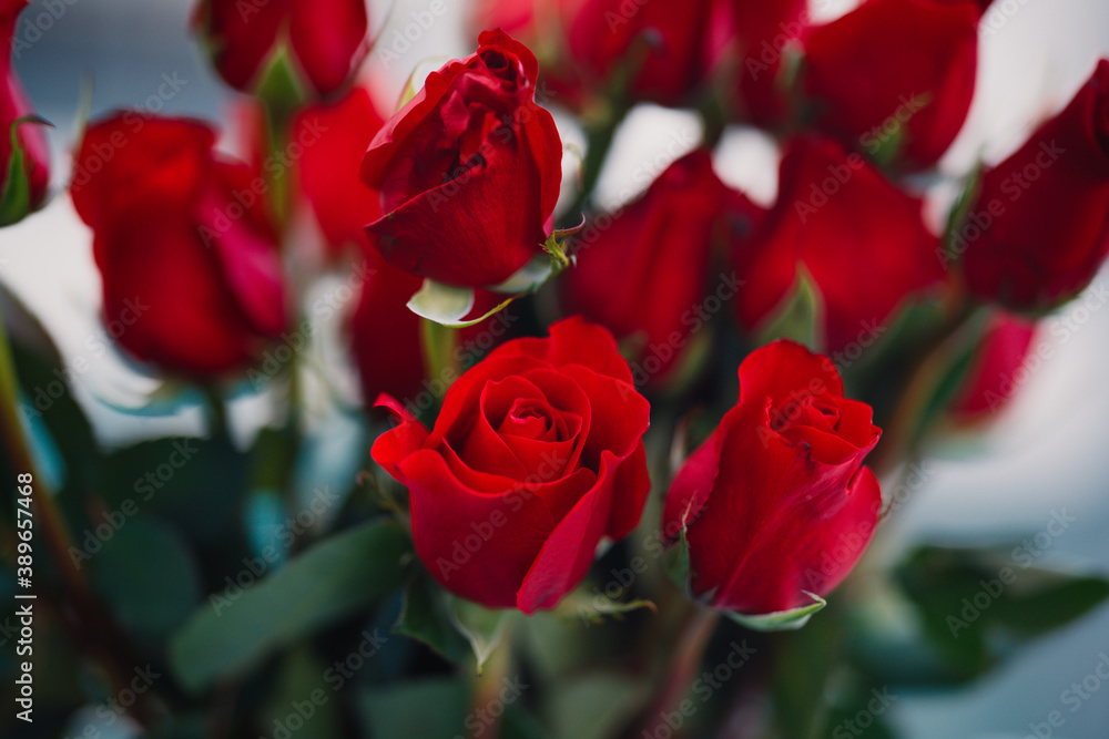 red roses red roses