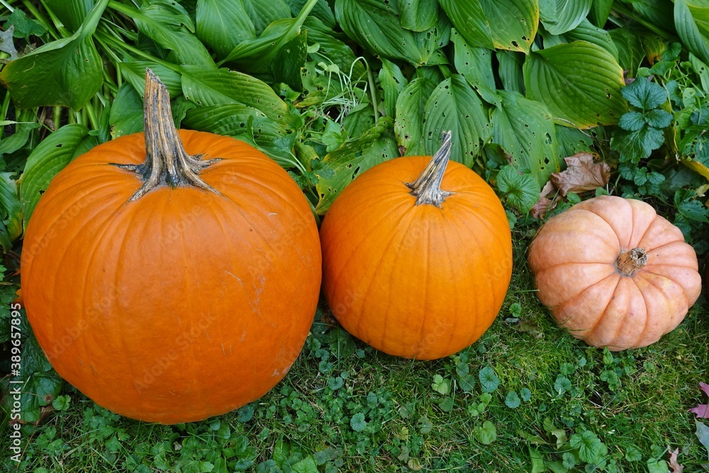 Obraz premium Colorful orange and green decorative mini pumpkins and gourds in the fall