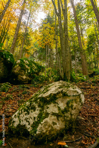 Forest fall autumn leaves and hiking concept