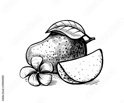 mango in sketch style on white background with flower