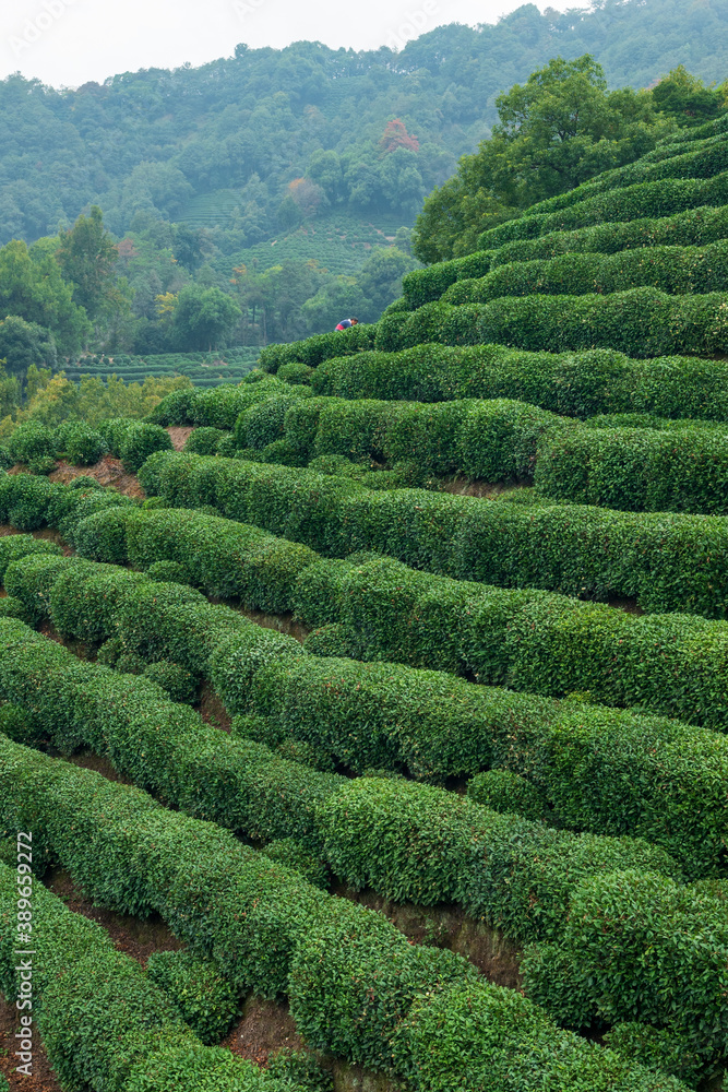 rows of tea trees on the hills