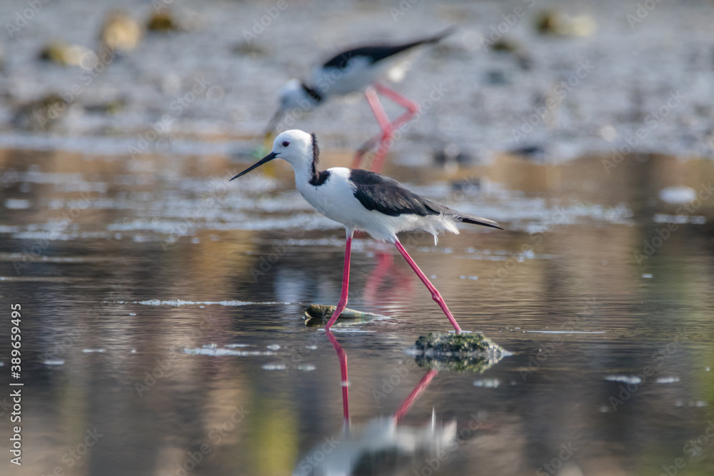 Obraz premium Black winged Stilt Himantopus leucocephalus