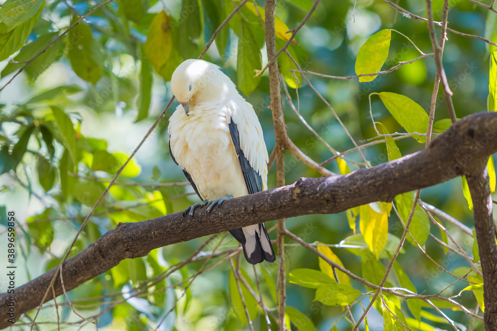 Pied Imperial pigeon bird on a tree branch Pied Imperial pigeon bird on a tree branch
