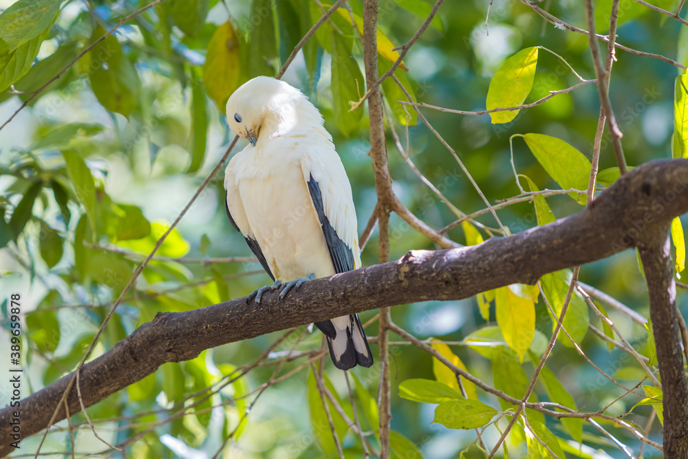 Fototapeta premium Pied Imperial pigeon bird on a tree branch