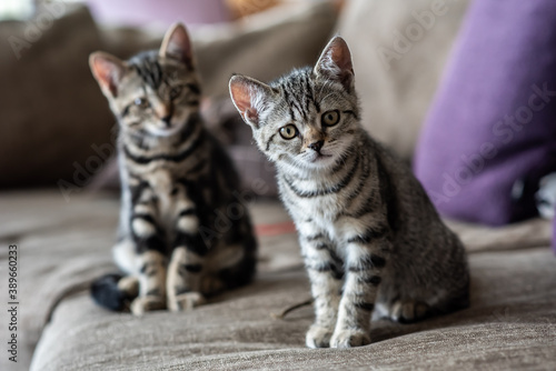 Fototapeta Naklejka Na Ścianę i Meble -  Cute young cat and kittens