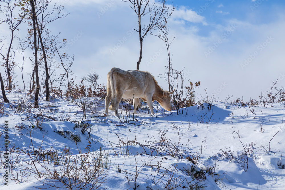 Cows at the mountain with snow Cows at the mountain with snow
