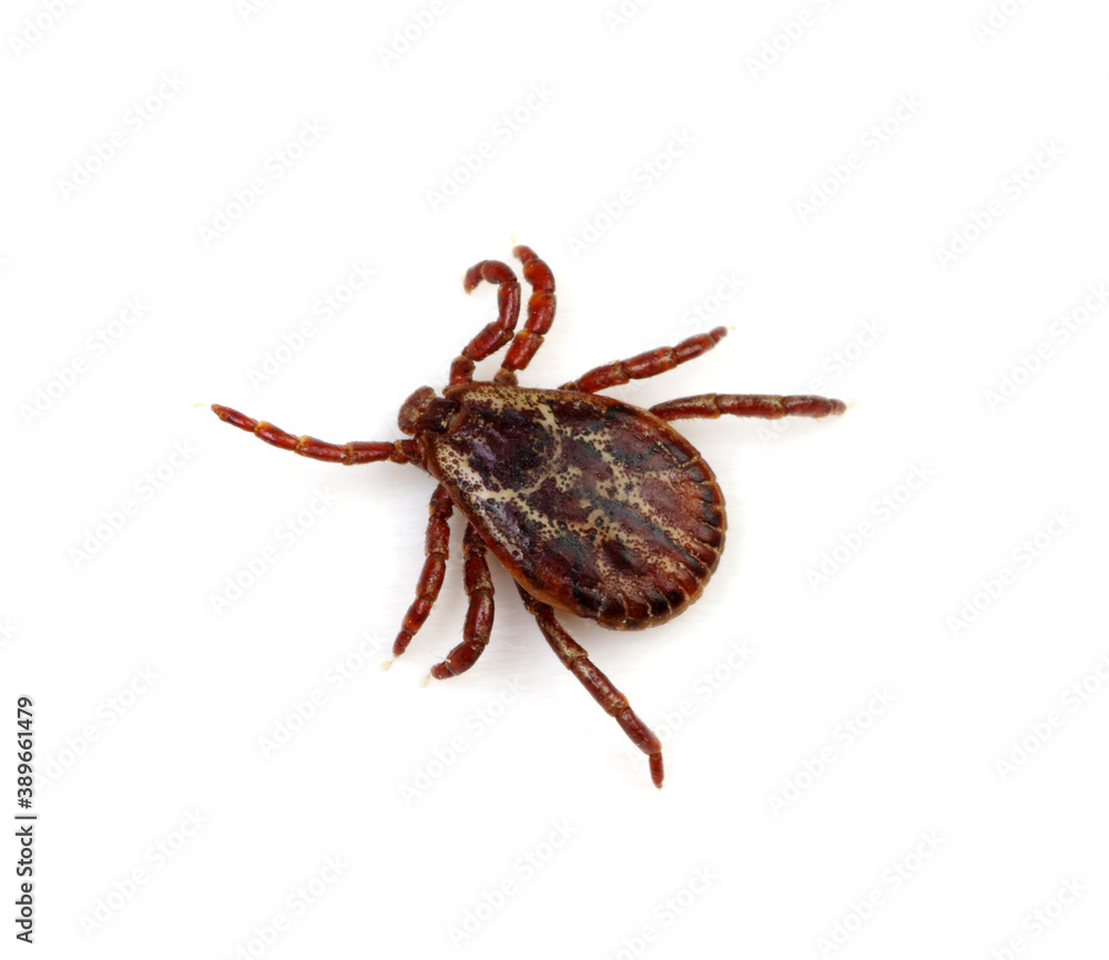 Tick insect isolated on white. Tick insect isolated on white.