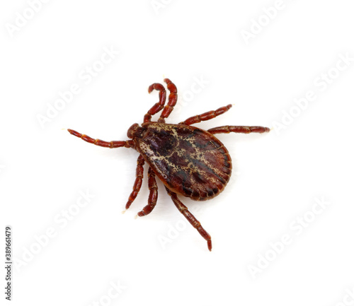 Tick insect isolated on white.