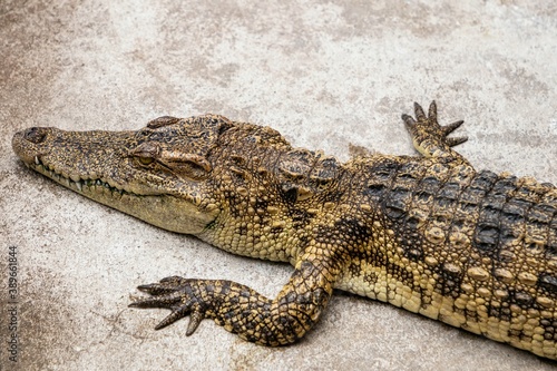 Freshwater or Siamese Crocodile, Crocodylus siamensi , baby crocodile lie down on the cement floor.