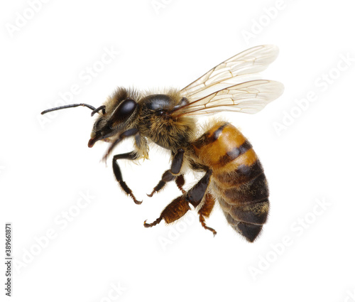 Honey bee isolated on white © Alekss