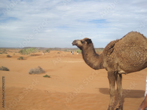 The dry Sahara desert and Atlas mountain landscapes around Agadir in Morocco, Africa