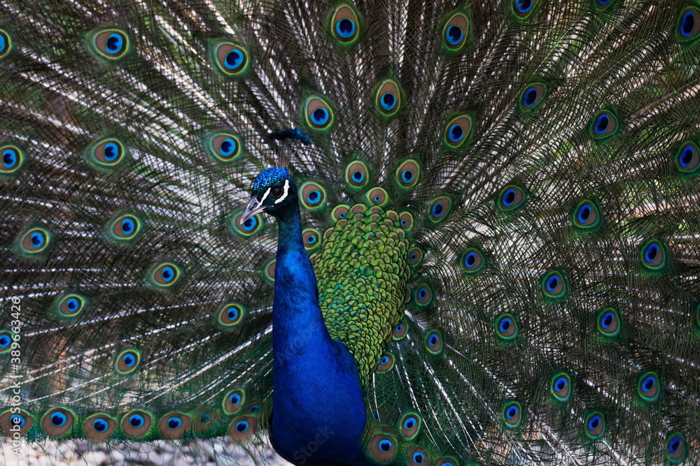 Naklejka premium Peacock