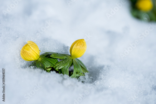 Winter and the first sight of spring