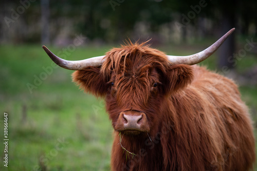 Big highlander on a field