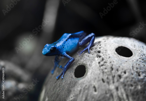Exotic frogs