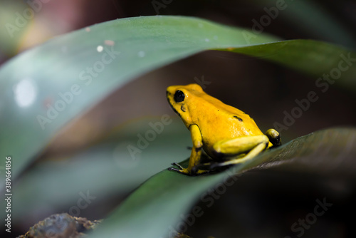 Exotic frogs