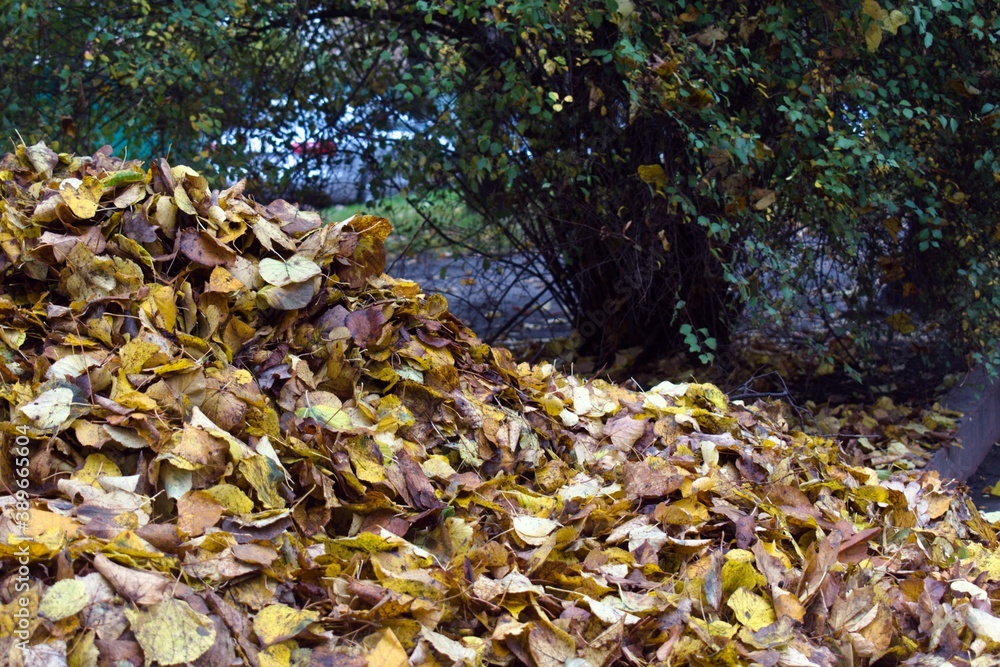 heap of yellow fallen autumn leaves on blurred park background
