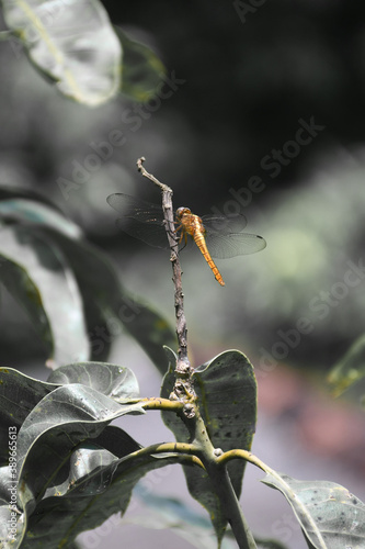 Golden Dragonfly - Libellula Needhami photo