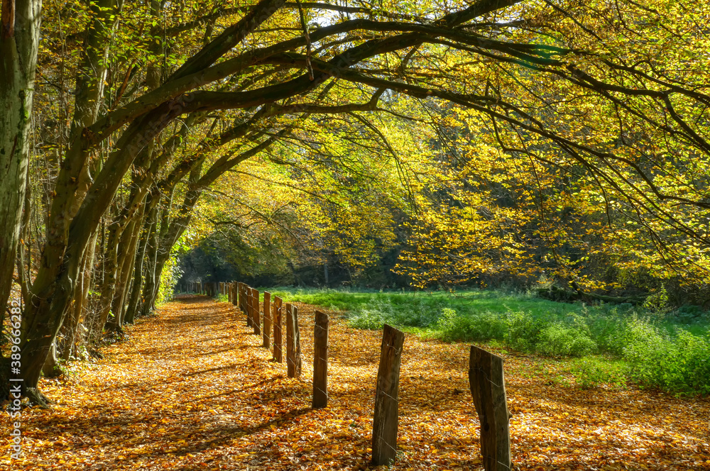 Herbstlicher Waldweg bei Haan-Gruiten Herbstlicher Waldweg bei Haan-Gruiten