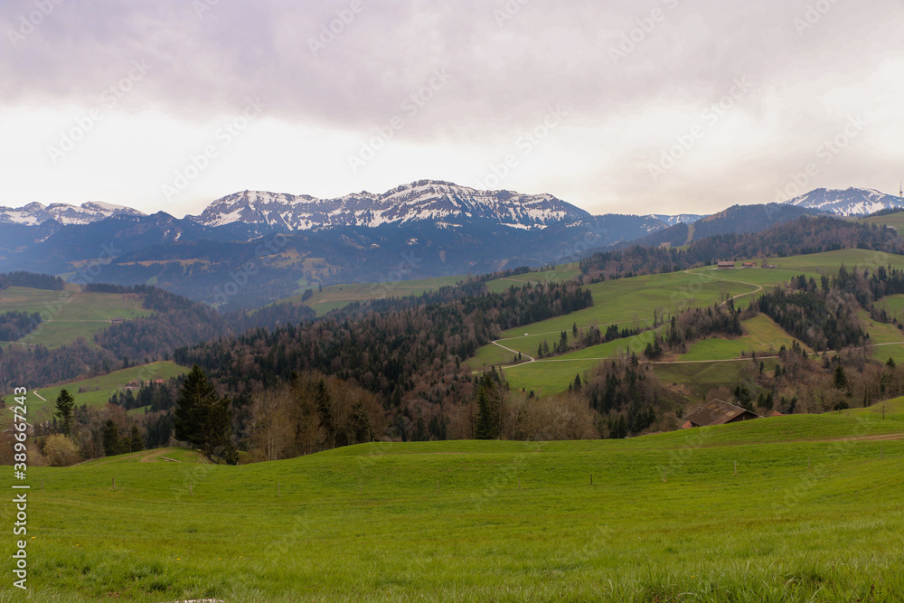 Beautiful green field landscape and snowy mountain in the background.