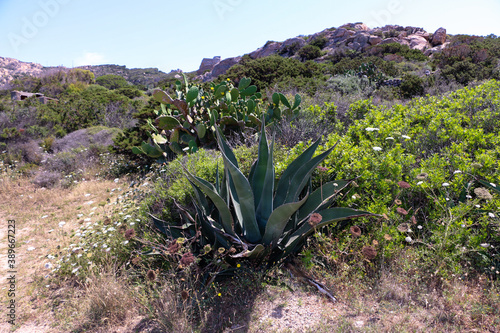 The green vegetation of the coastal cactus also lives on the rocks in the heat of sardines.